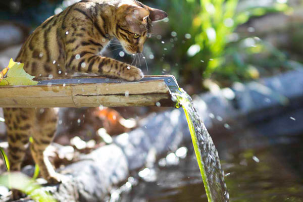 El dúo cómico de agua y gatos